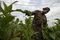 A worker at Alejandro Robaina picks tobacco leaves