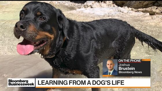 Silicon Valley Wants Dogs to Live Longer So Humans Can, Too