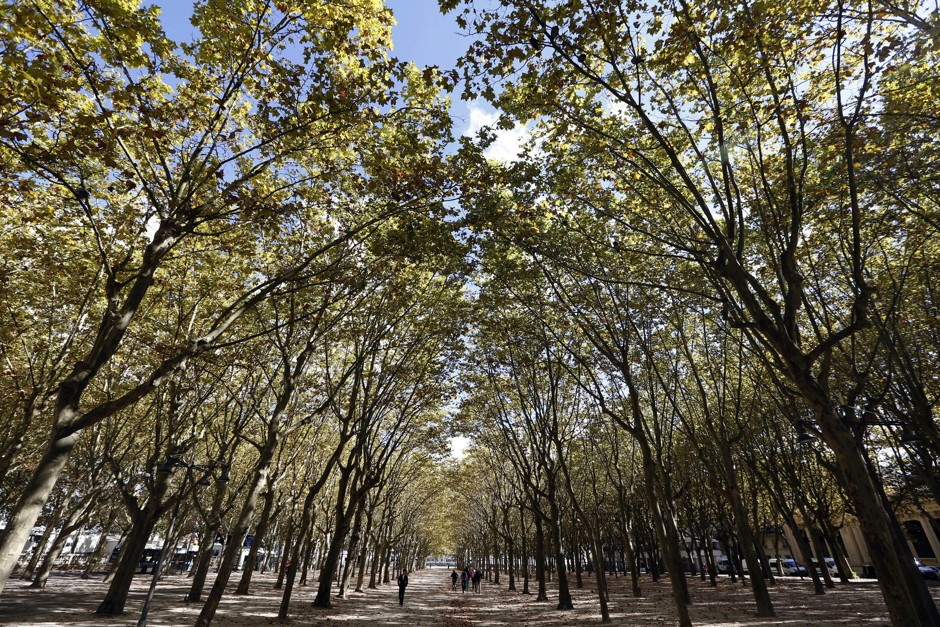 Street trees: great anywhere, but especially in the most crowded cities.
