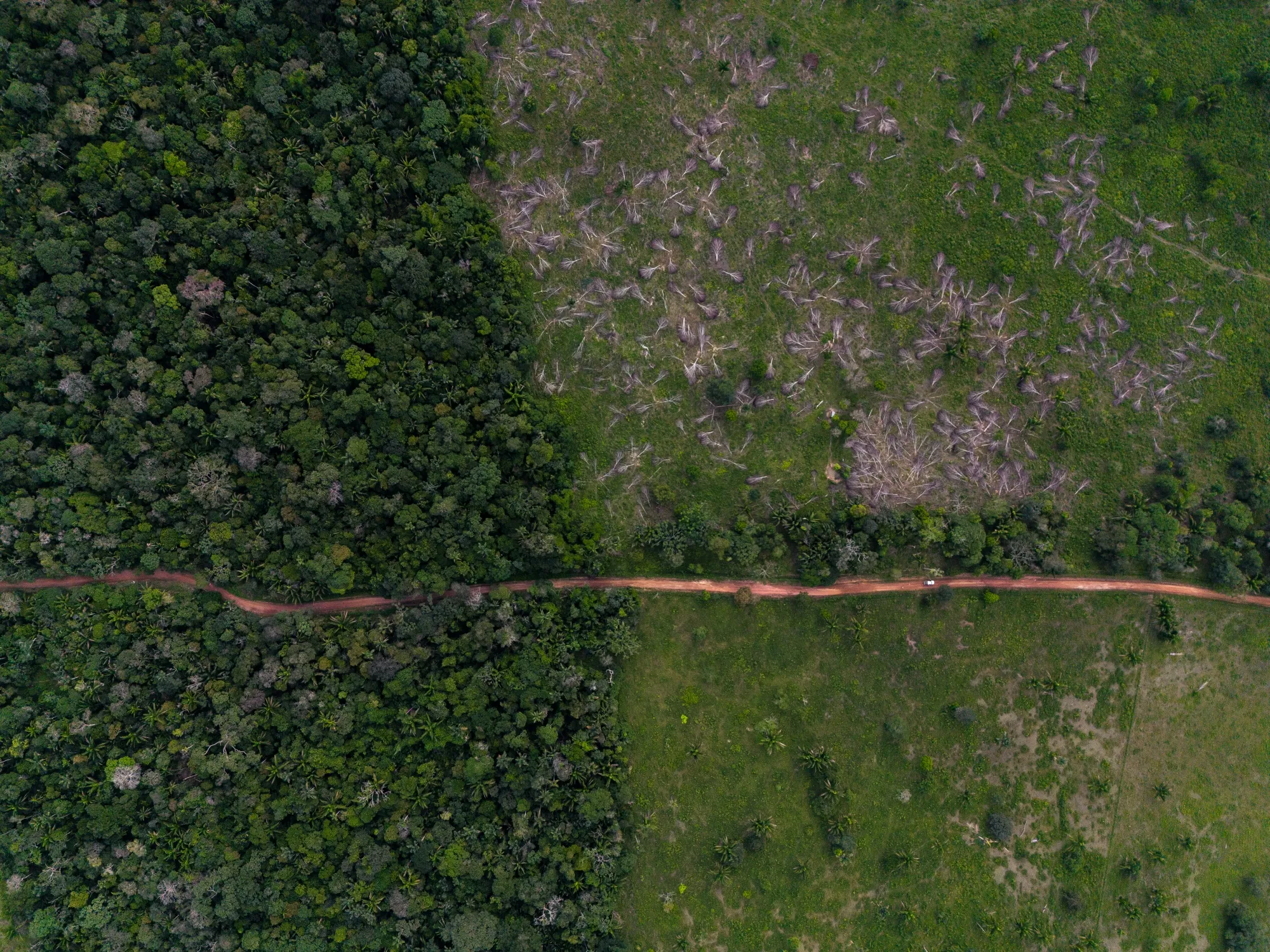 The EU’s push to curtail deforestation has become one of the most controversial elements of its green ambitions.&nbsp;