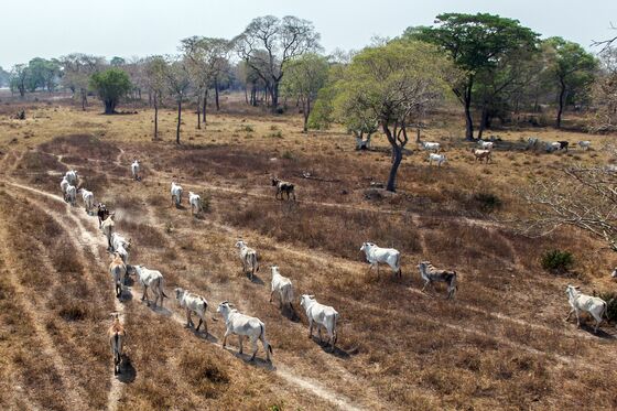Why It’s So Hard to Stop Amazon Deforestation, Starting With the Beef Industry