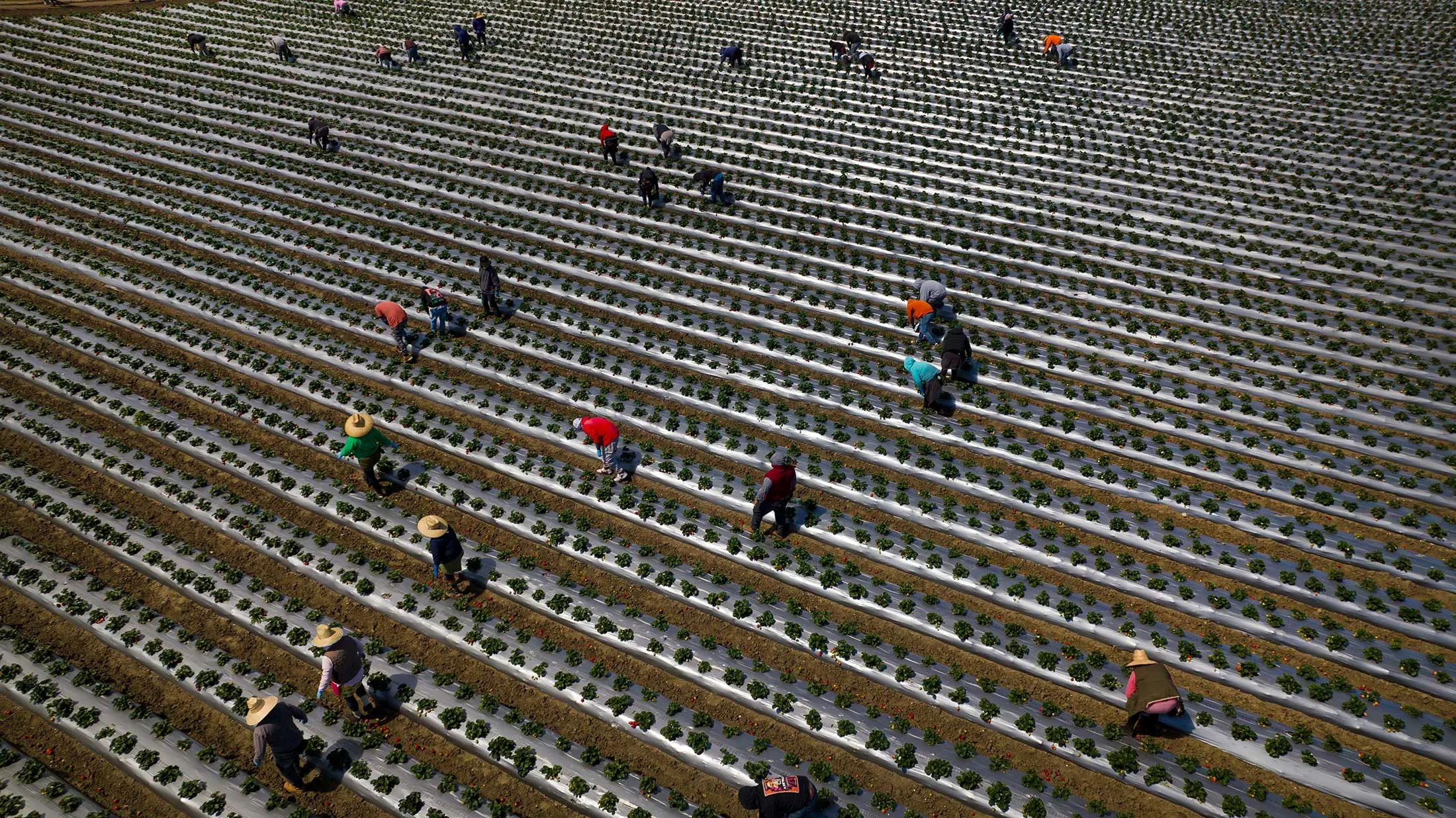 Migrant fruit pickers harvest strawberries in a field south of San Francisco.