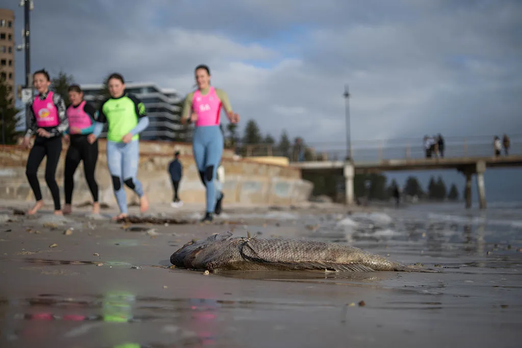 A Snapper washes up on Glenelg Beach in Adelaide, Australia.