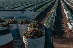 Buckets of strawberries during a harvest at a farm in Culiacan, Sinaloa state, Mexico.