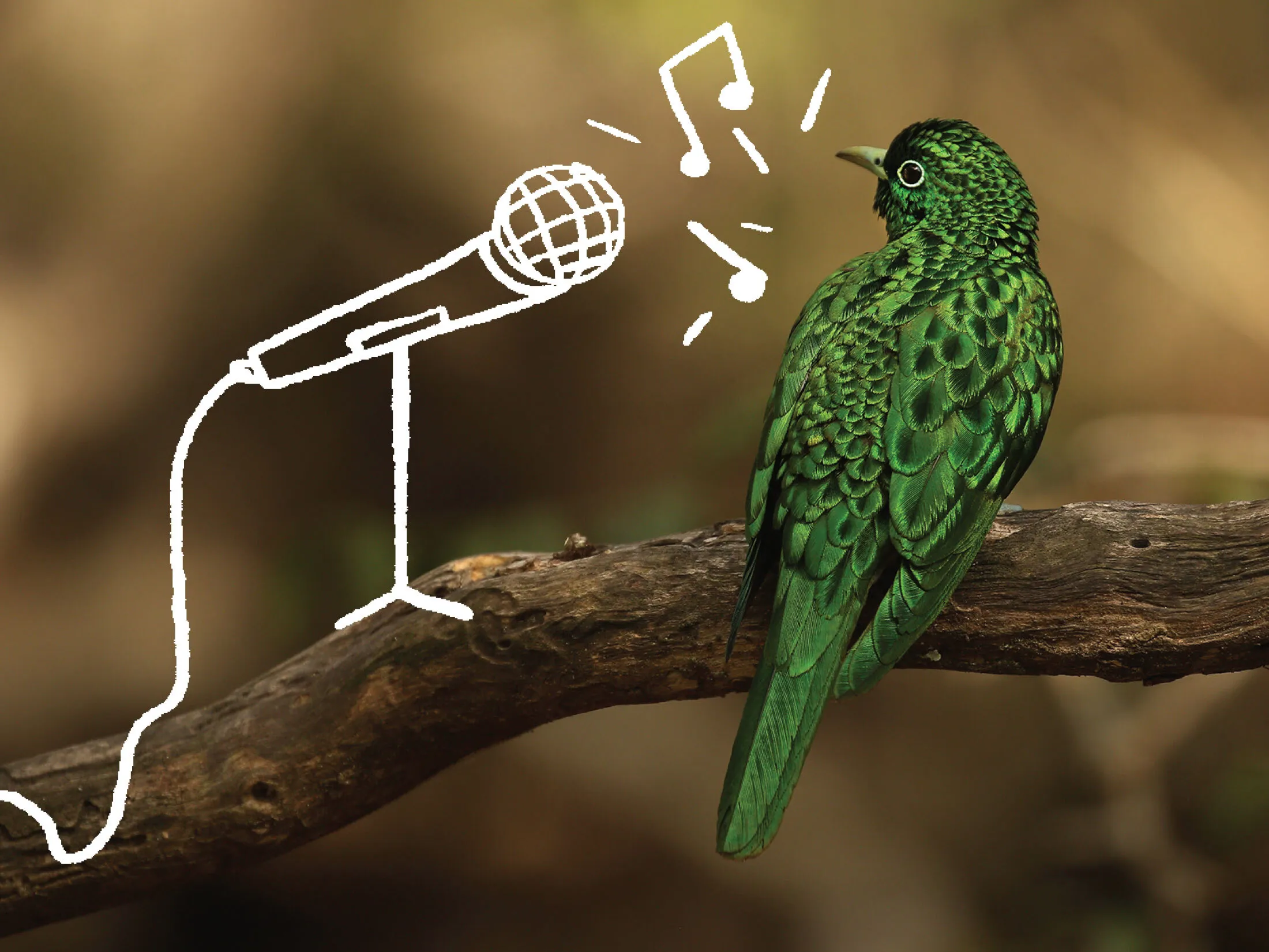 An African emerald cockatoo in South Africa’s Phinda Resource ­Reserve.