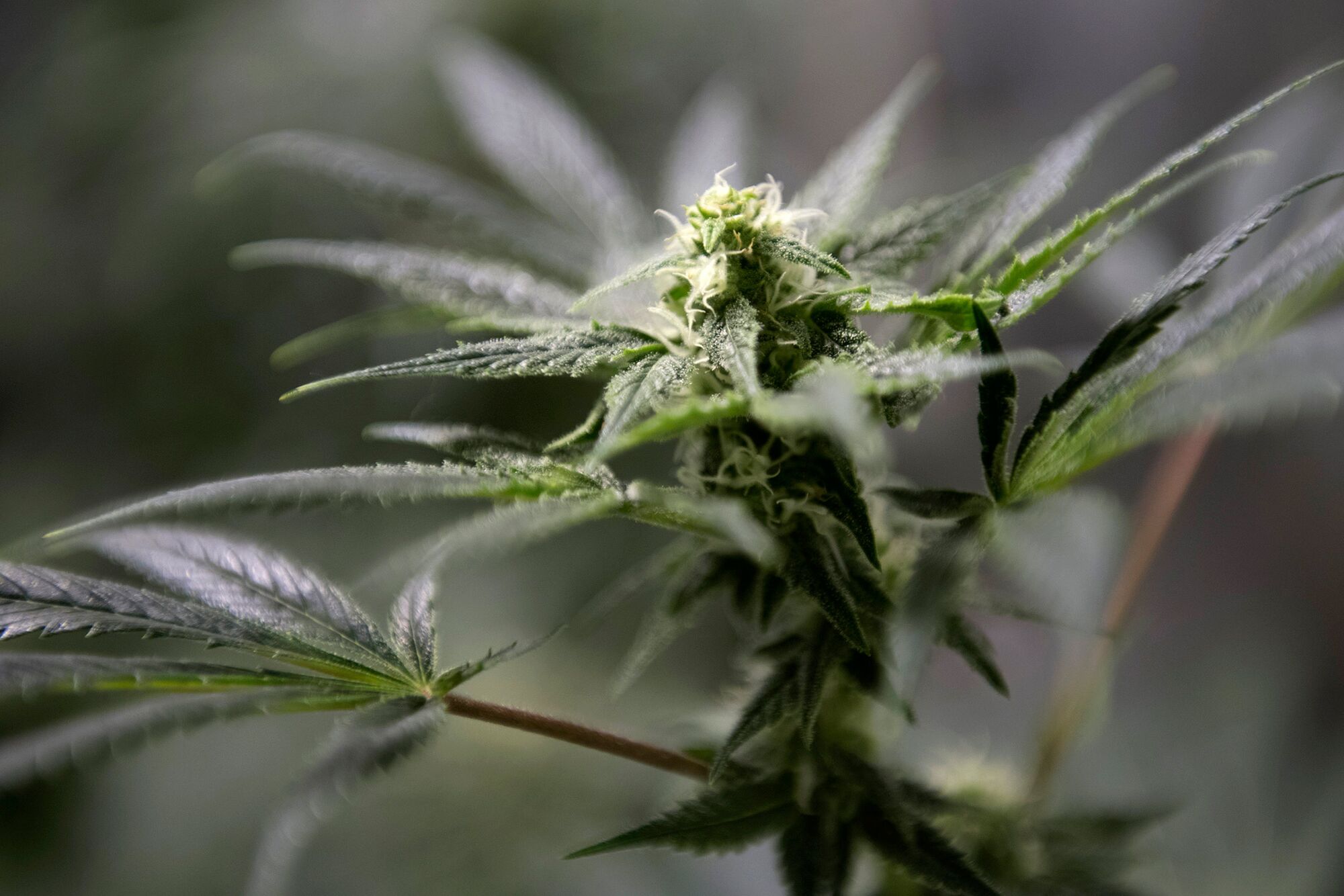 Nobody Knows Whether Your Landlord Can Stop You From Smoking Pot