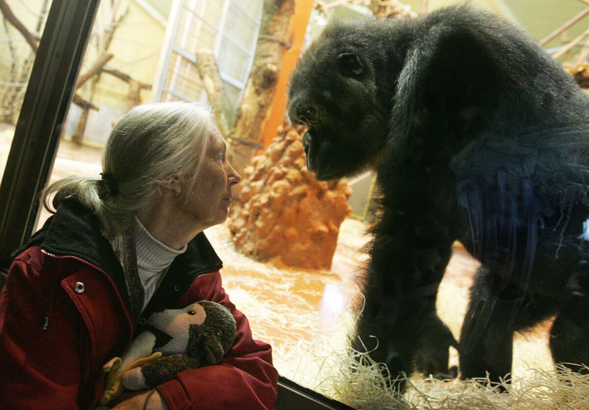 Jane Goodall, Who Befriended and Studied Chimpanzees, Dies at 91