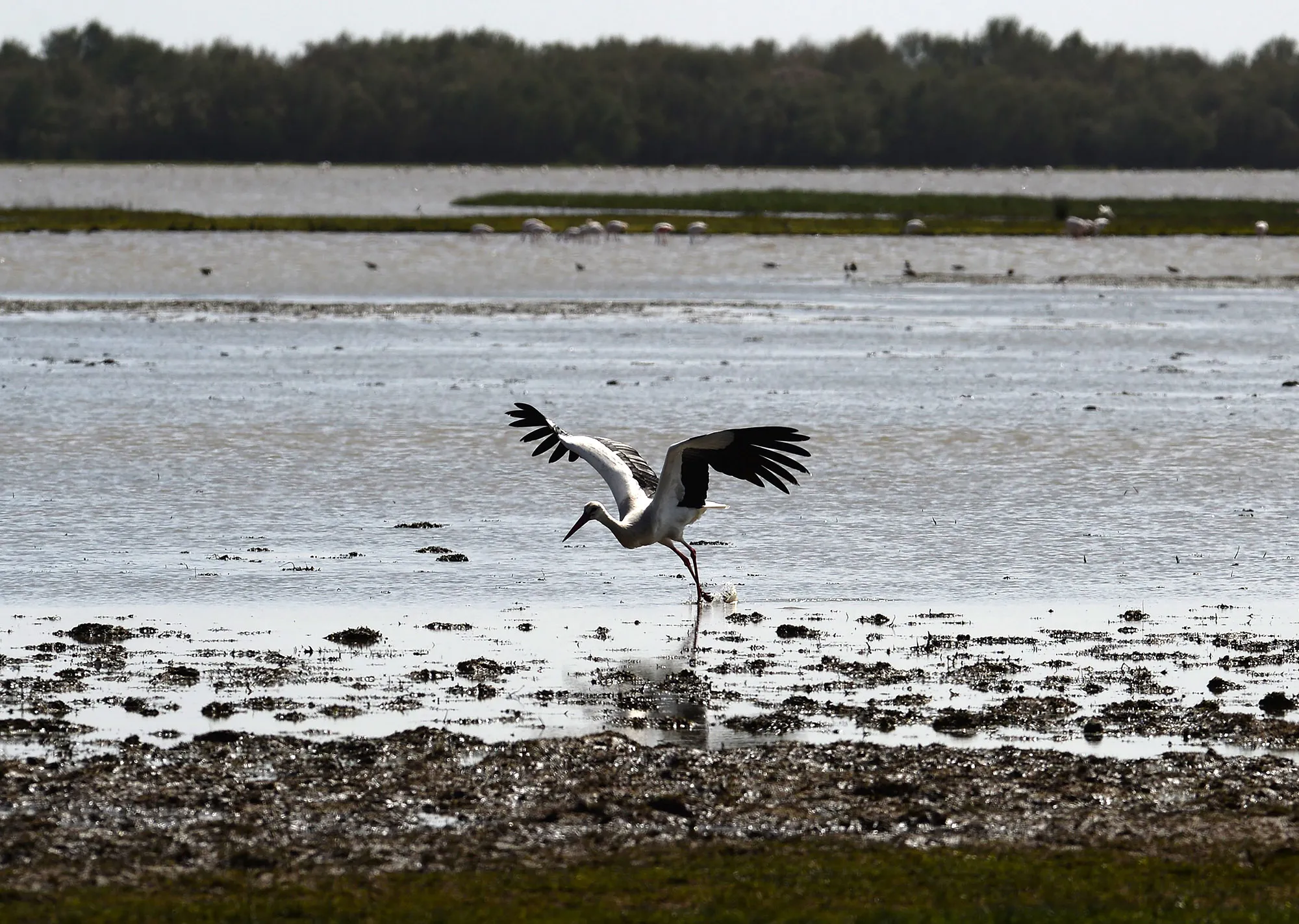 A stork flies off a marsh in the Donana national park in Huelva, Spain.