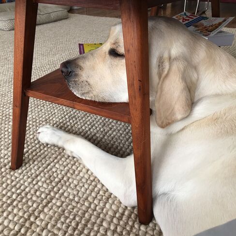 Woodrow is an opportunist when it comes to sleeping.