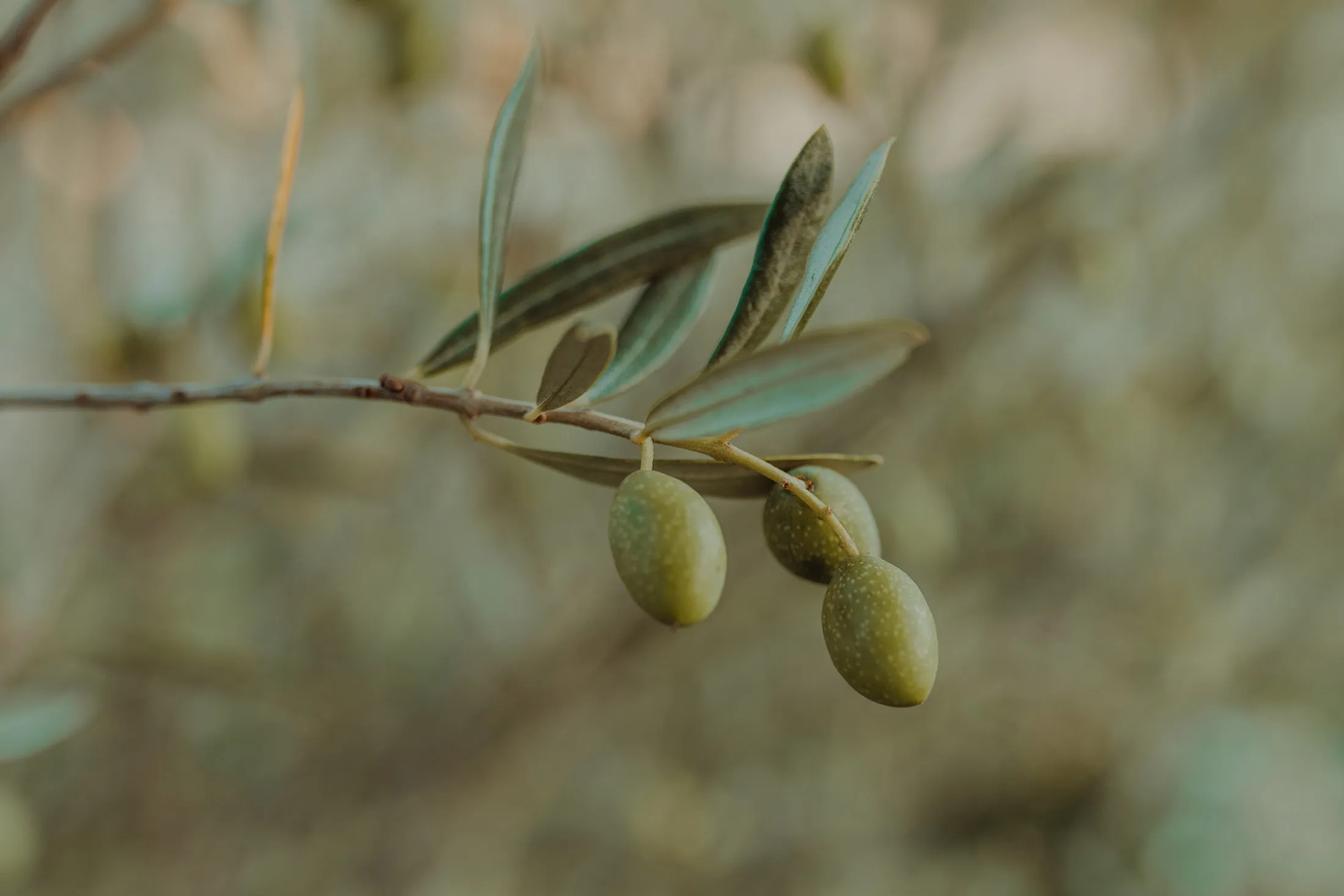 An olive branch&nbsp;uninfected by&nbsp;Xylella fastidiosa.