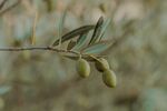 An olive branch&nbsp;uninfected by&nbsp;Xylella fastidiosa.