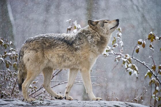 Wolf Packs Are Returning to Colorado After Almost a Century