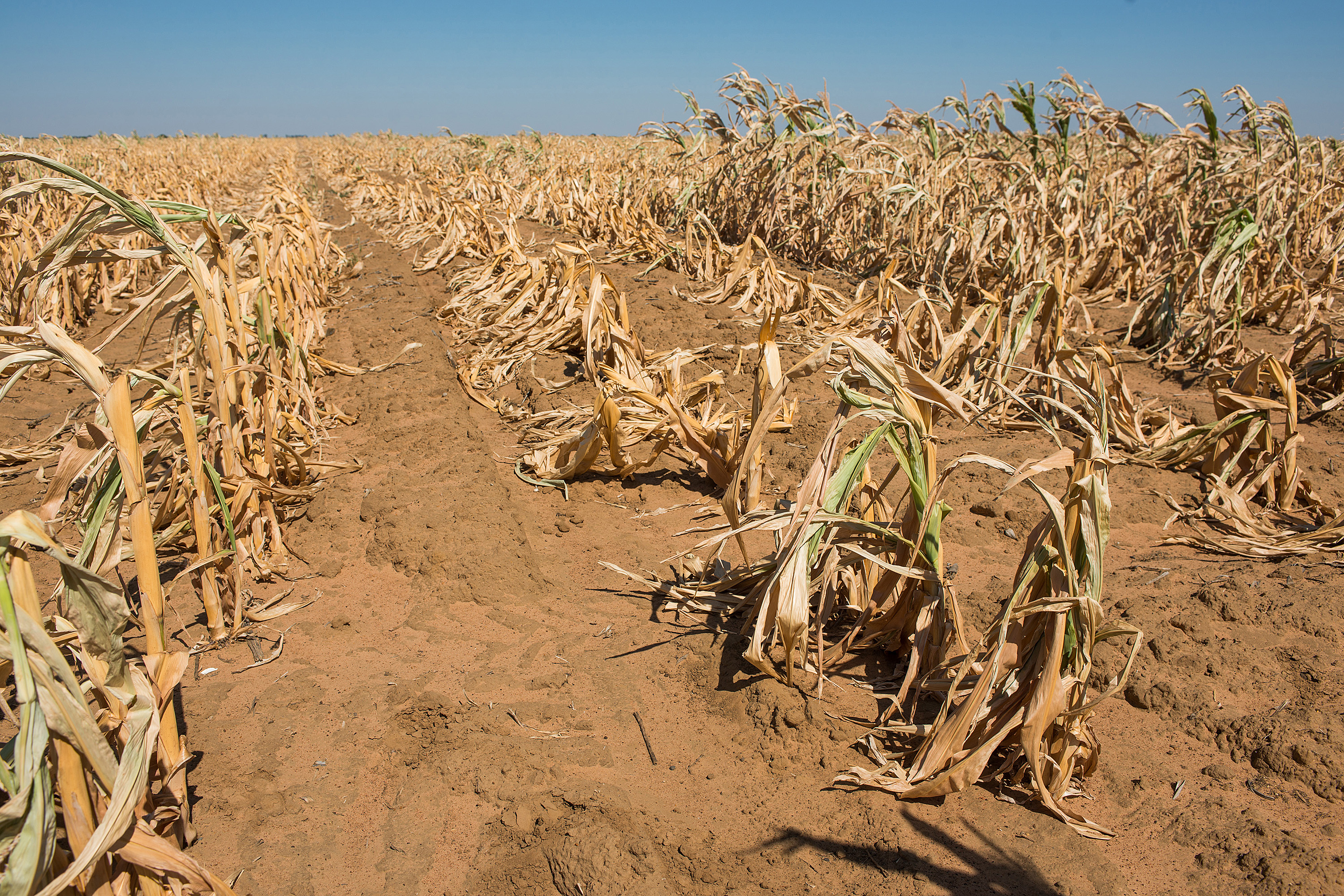 South Africa Risks Water Shortages As Drought Cuts Reserves Bloomberg