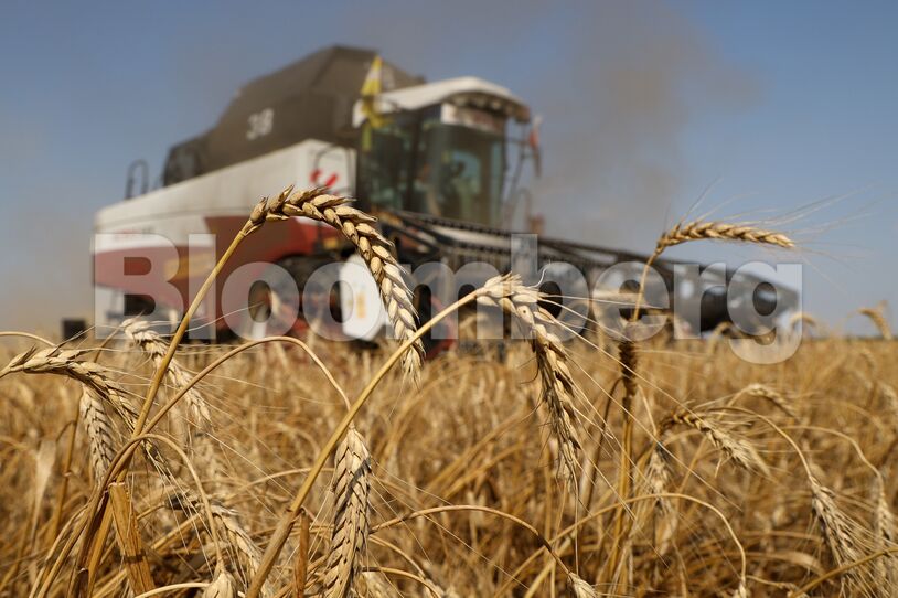 Russian Wheat Harvest Helps Ease Global Grain Shortfall