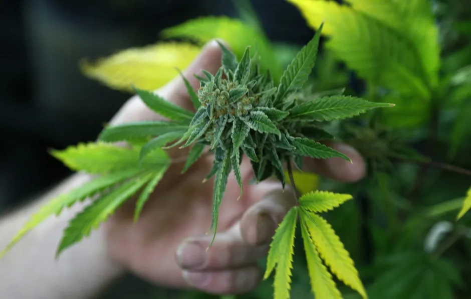 2014's Biggest Winner Was Marijuana - Bloomberg