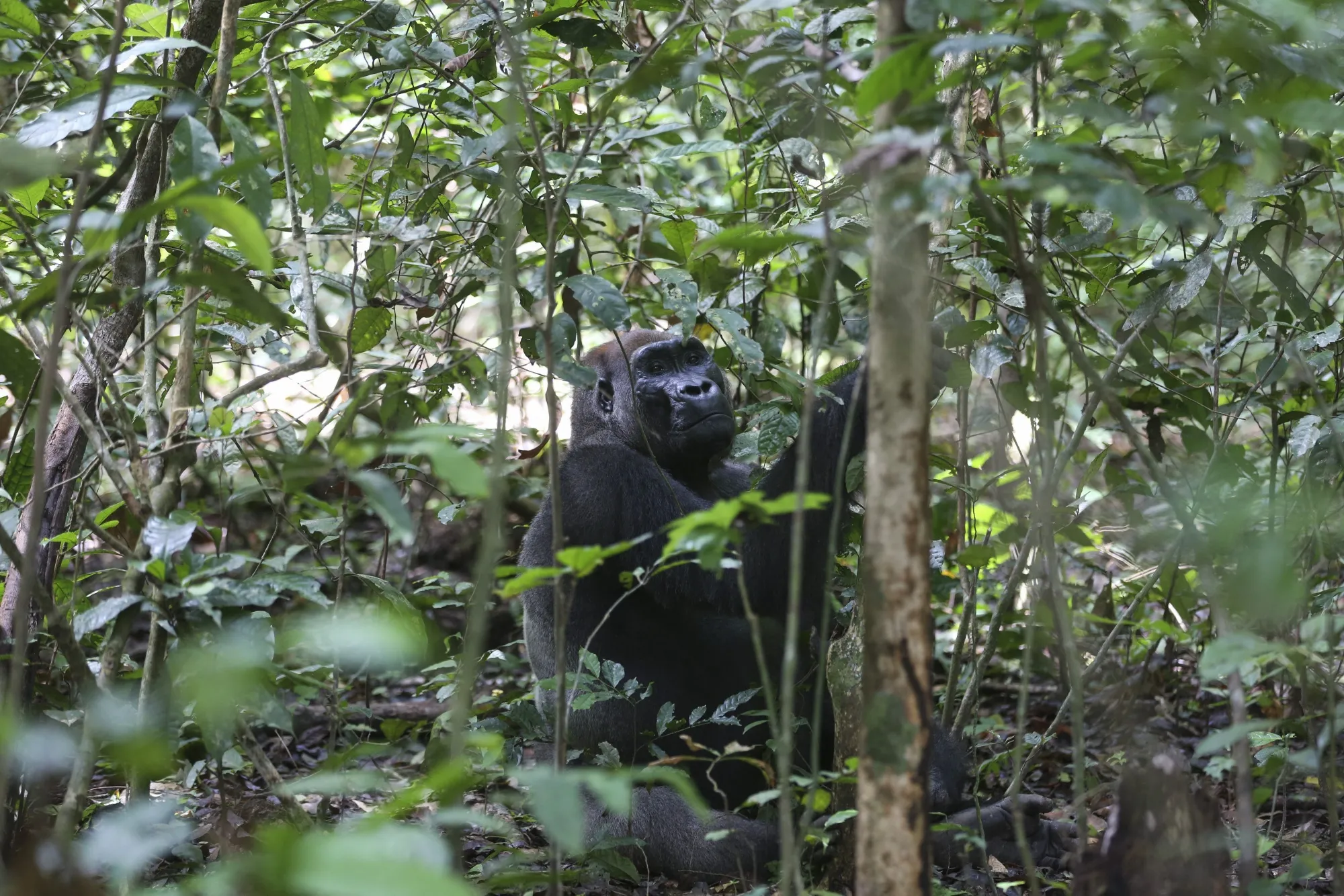 A silverback gorilla in Loango National Park.