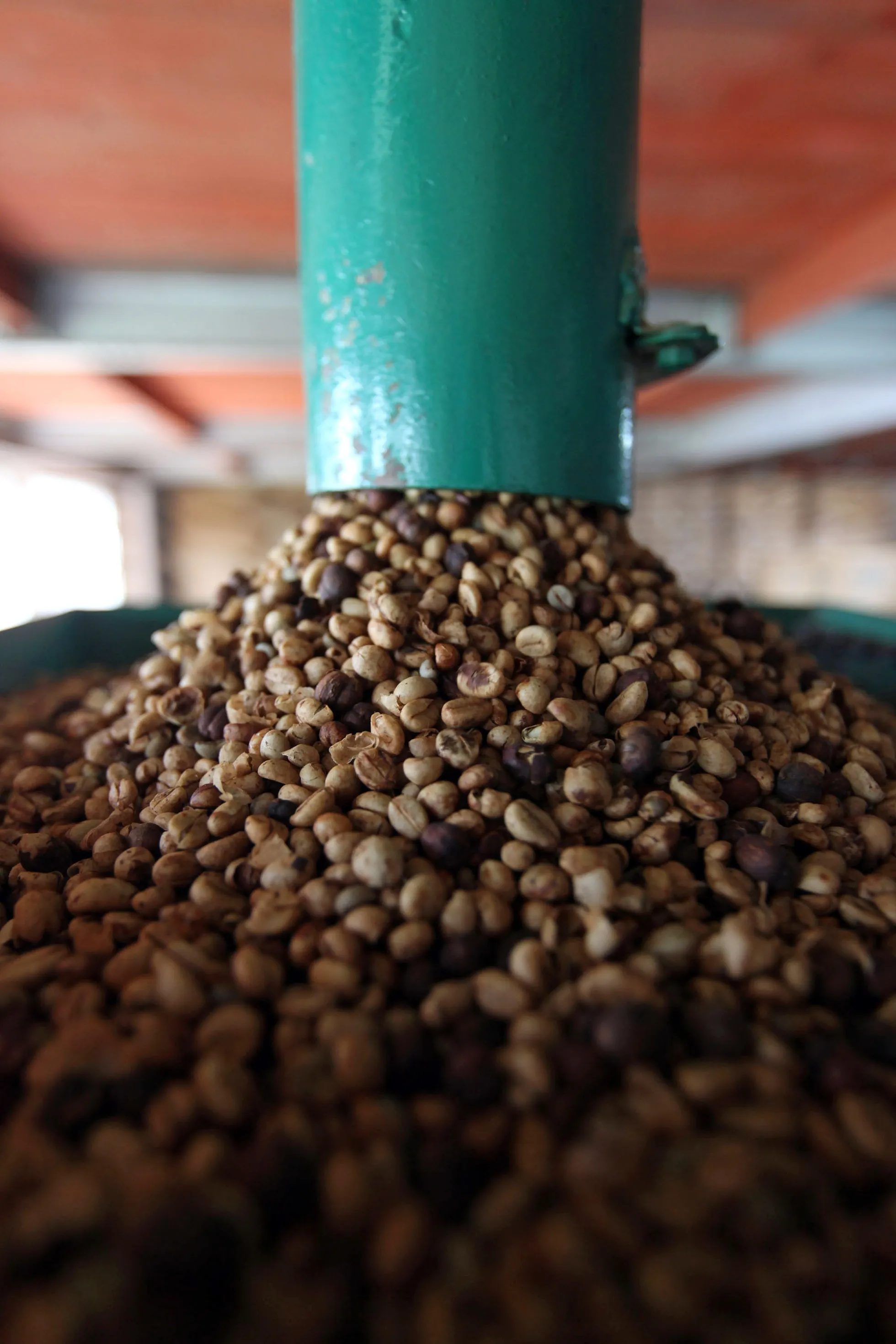 Indonesian Coffee Harvesting & Processing