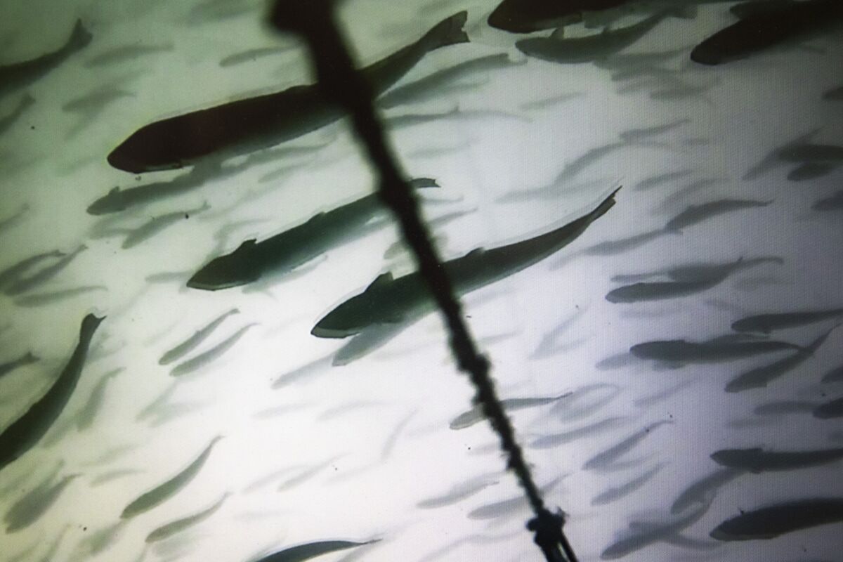Scotland’s Salmon Farms Navigate Troubled Waters for Global Industry