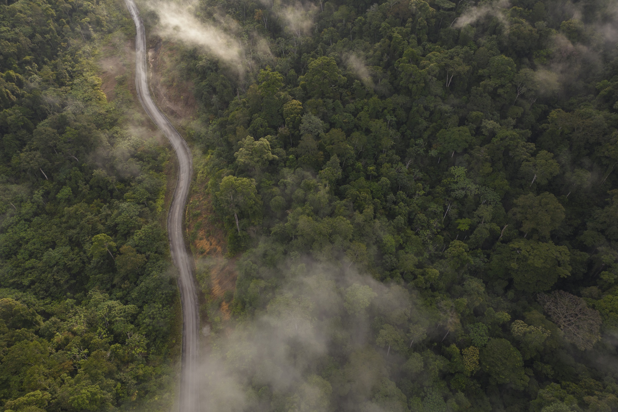 A road runs through a dense area of primary forest in Nyanga, Gabon.