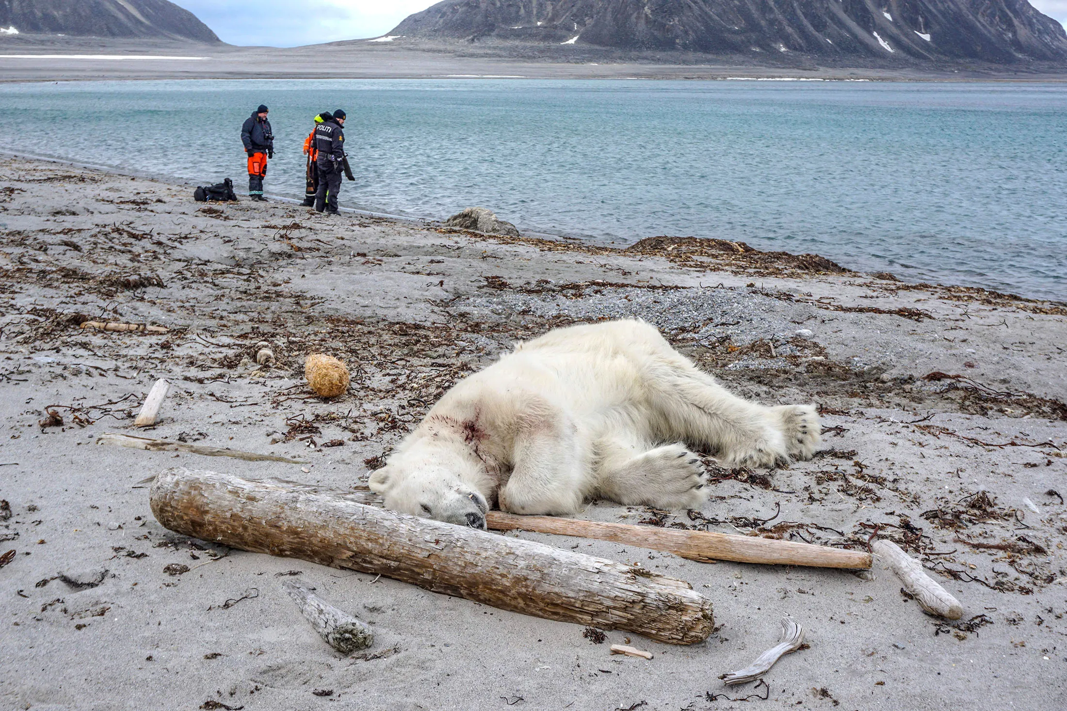 A dead polar bear lays at the beach at Sjuøyane north of Spitzbergen, Norway, on July 28.