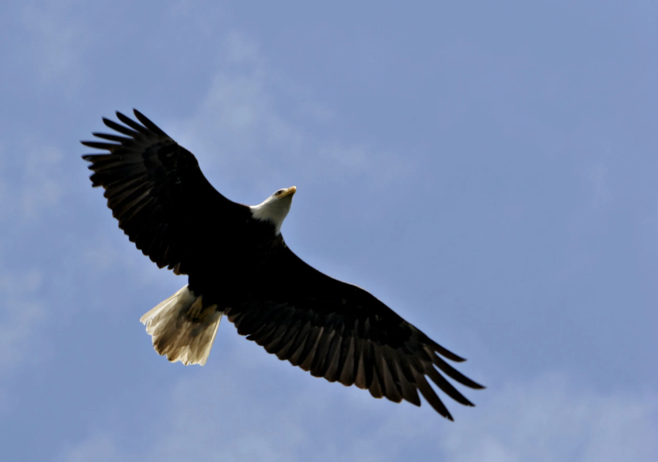 A bald eagle flies over Lake Sammamish in Seattle.