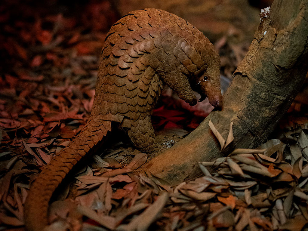 A Tail Worth Telling! Taronga's Announces Debut Of Two Adorable