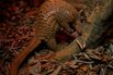 PANGOLIN_03_CMS-hp