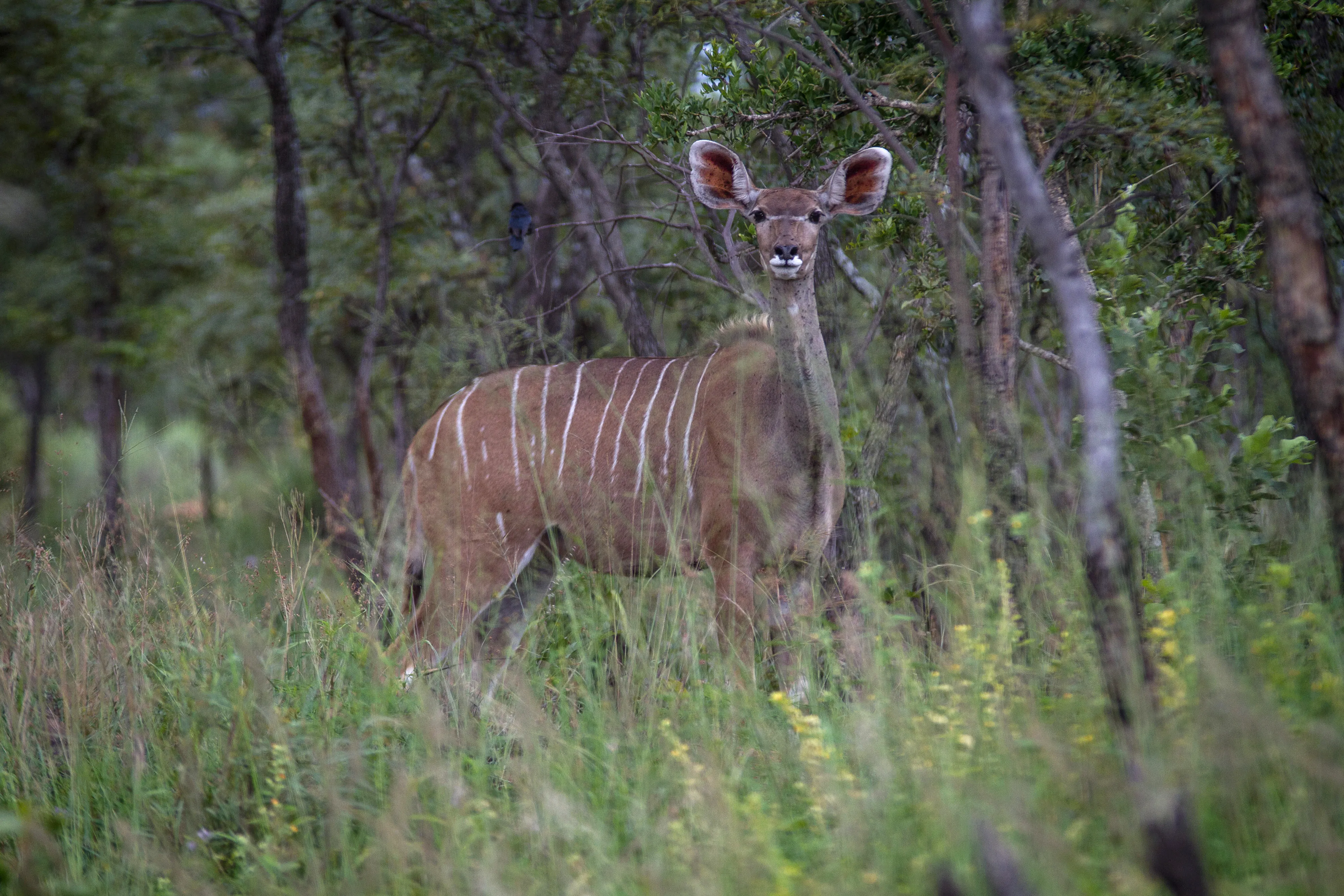 Ranchers Breed Mutant Animals For Big Game Hunters