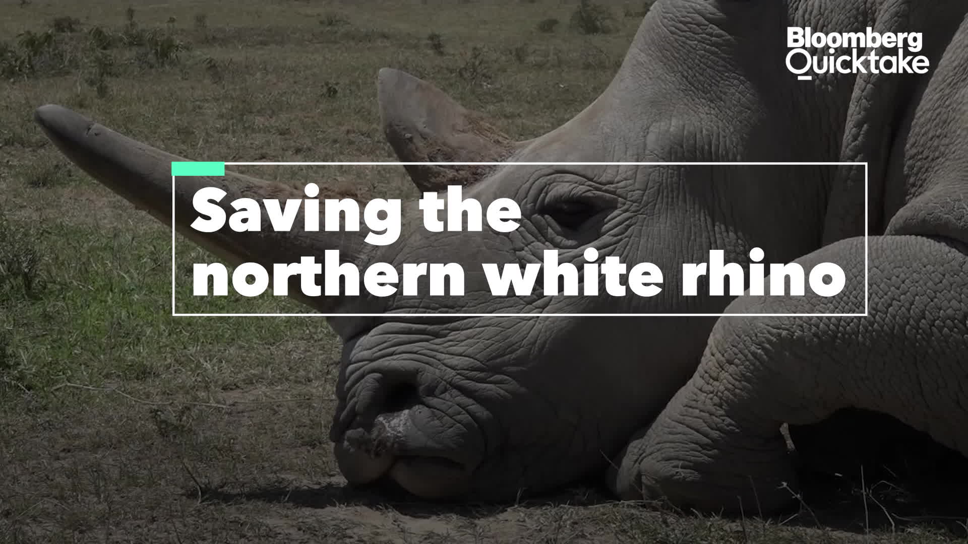 Watch Saving the Northern White Rhino From Extinction Bloomberg