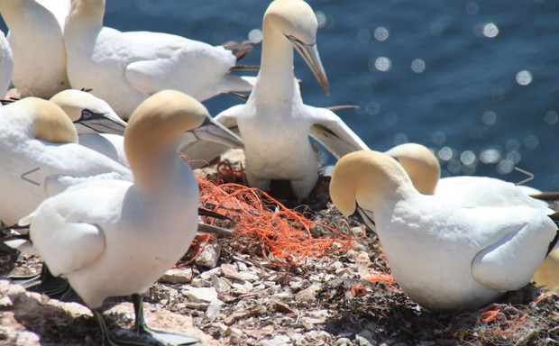 Northern gannets build nests from discarded fishing nets on the North Sea island of Helgoland.