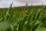 Wheat Harvest as UK Farms Bake