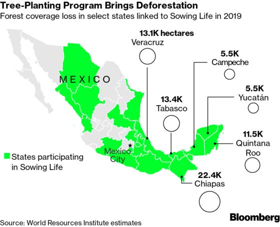 How Mexico’s Vast Tree-Planting Program Ended Up Encouraging Deforestation