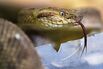 BRAZIL-ANIMALS-SCIENCE-SNAKES-VENOM
