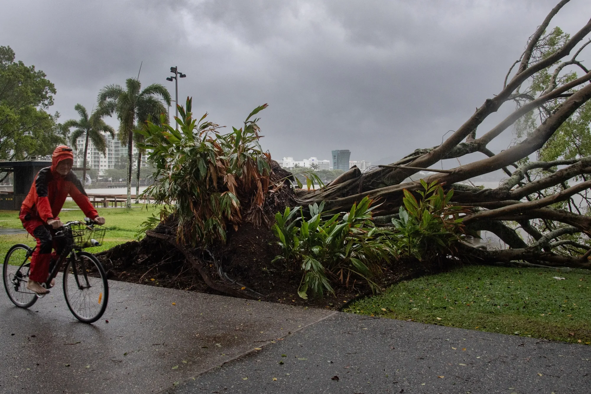 A downed tree following cyclone Jasper’s landfall in north Queensland on Dec. 13.