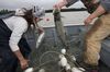Two people in a boat on the river are pulling salmon from tangled nets. One of them is lifting a fish by its gills.