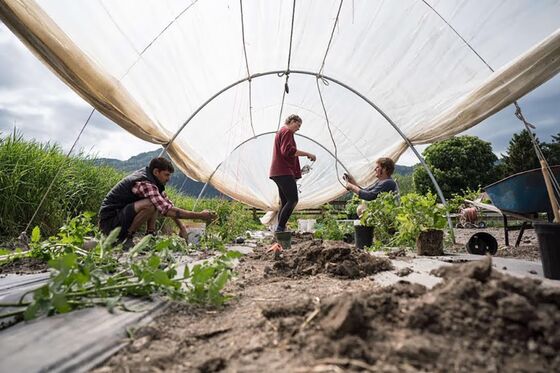 Ditching Dorms for the Farm, Students Take Pandemic Detours