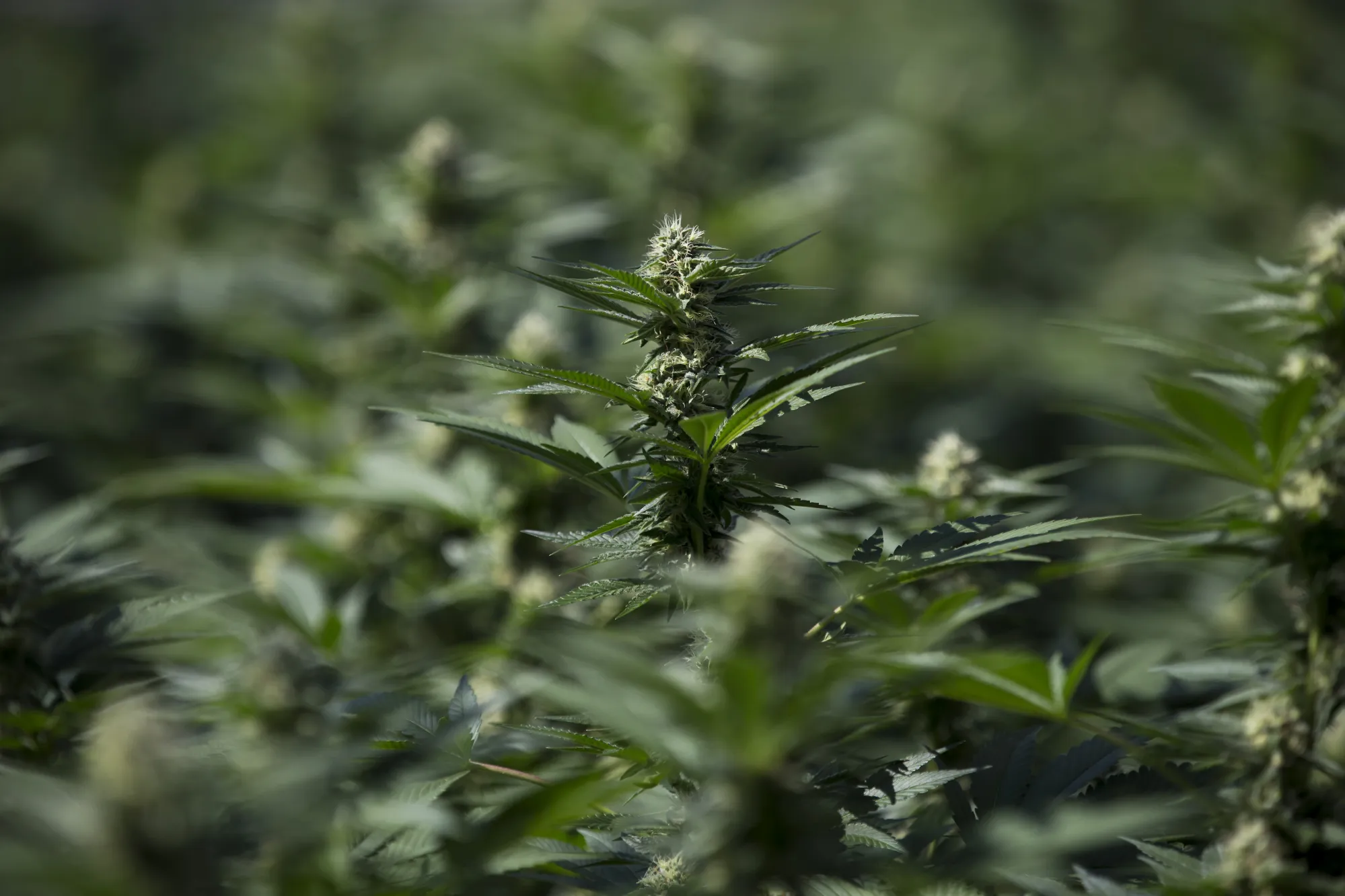 Inside CannTrust Holdings Inc. Niagara Perpetual Harvest Greenhouse As Big Money Tests Marijuana Waters