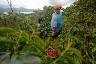 The harvesting of Arabica coffee cherries in Indonesia.