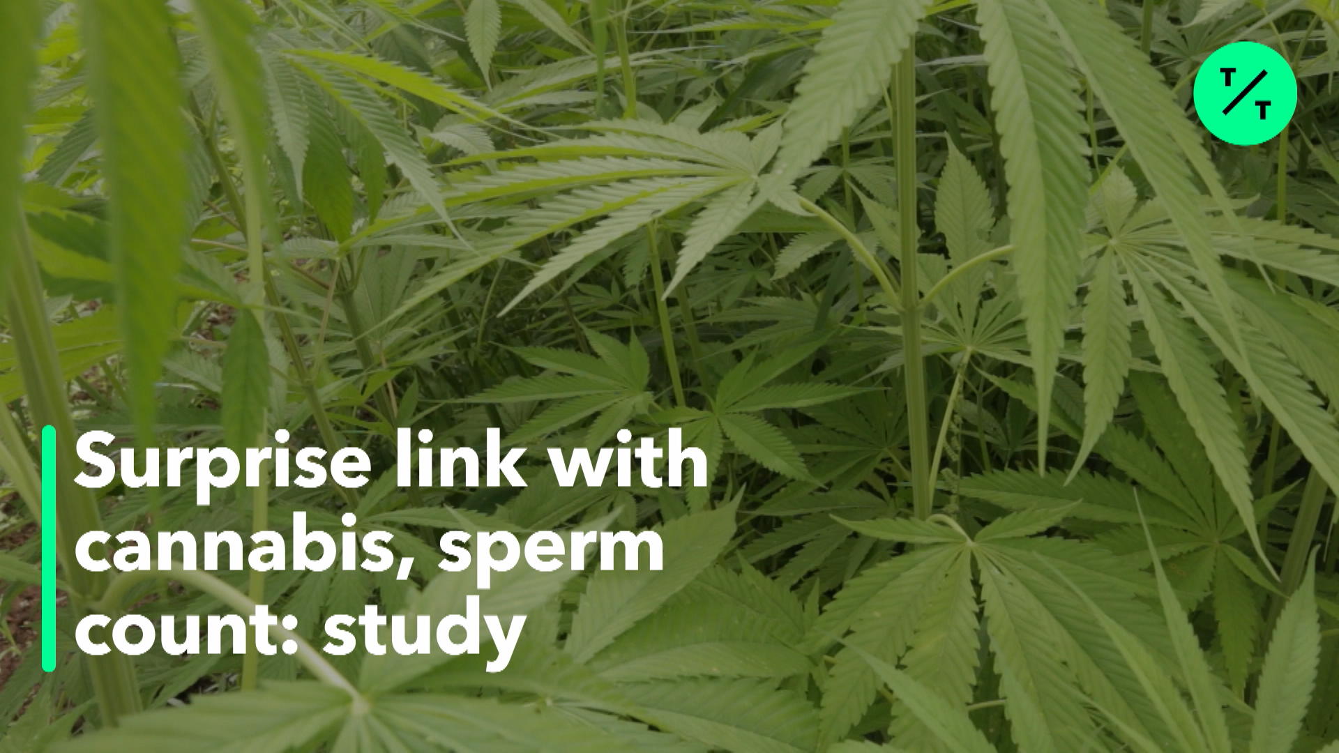 Marihuana cause low sperm count