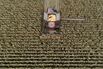 Corn Jumps As U.S. Stockpiles Trail Estimates