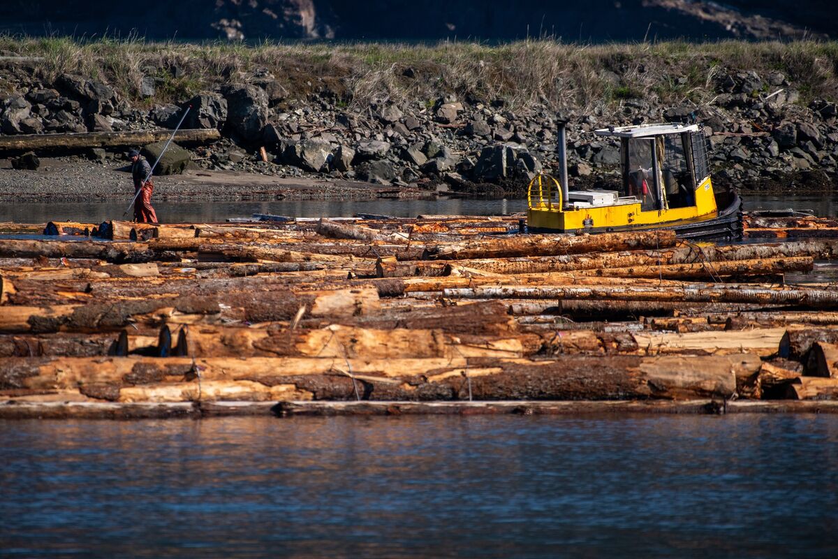 You Can’t Sell Trees No One Cuts Down Bloomberg