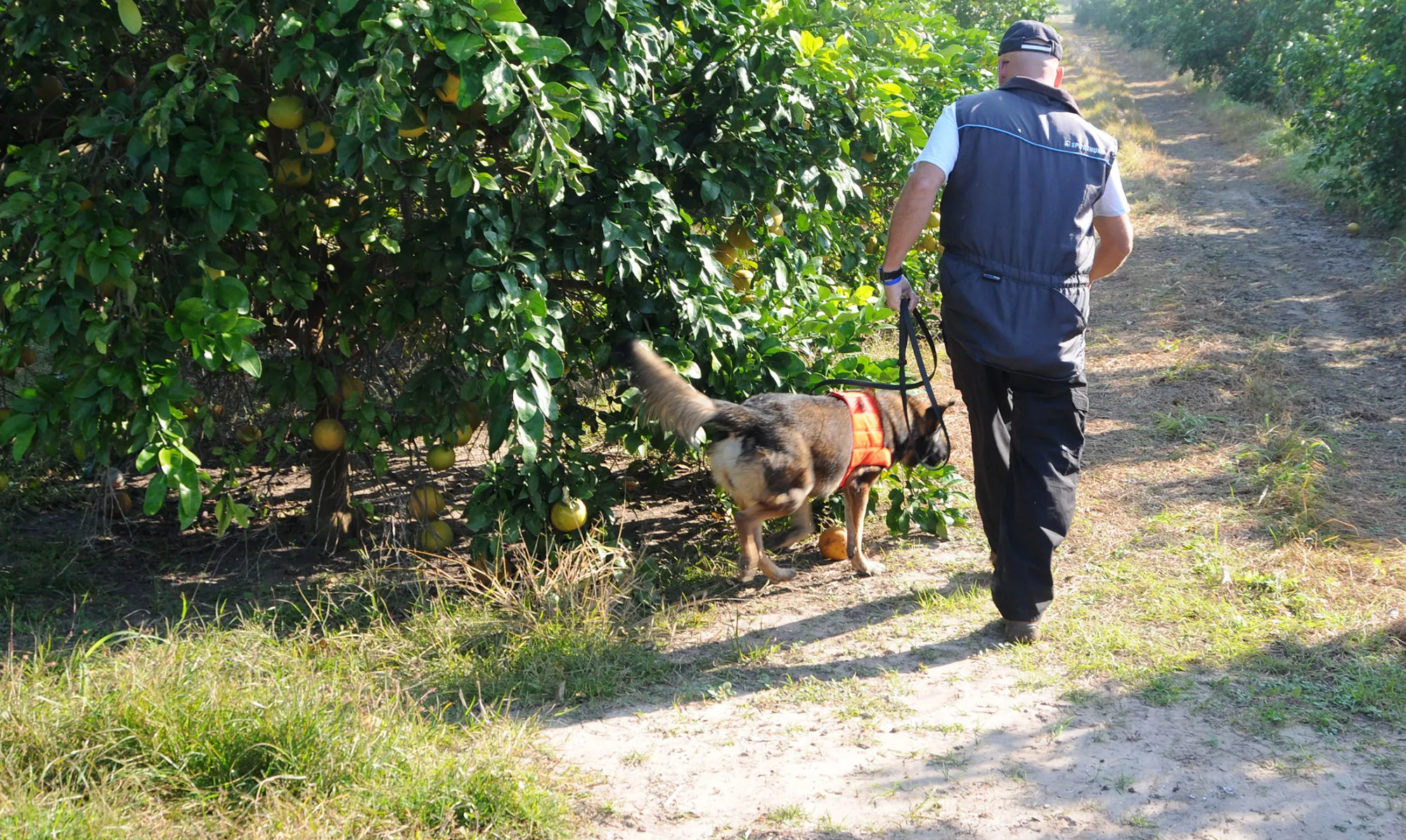 A member of the ten-dog squad that is becoming a crucial ally in stopping the spread of citrus greening.
