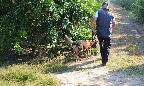 A member of the ten-dog squad that is becoming a crucial ally in stopping the spread of citrus greening.