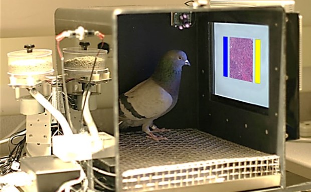 A pigeon in a recent experiment's training cage, getting ready to tap on a medical image.