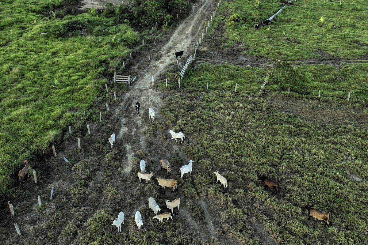 Brazil Repeals Fine Against JBS Over Cattle Purchases in the Amazon Brazil Repeals Fine Against JBS Over Cattle Purchases in the Amazon