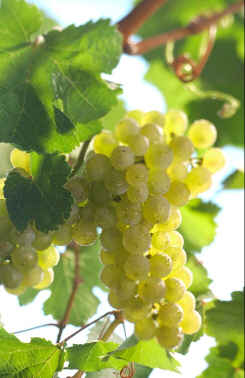 Riesling Grapes