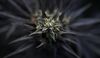 The bud of a cannabis plant is seen on plant inside the KannaSwiss GmbH greenhouse facility near Kerzers, Switzerland, on Thursday, Oct. 19, 2017. KannaSwiss, a company founded in 2014, is already producing marijuana that meets Switzerland’s legal standard containing no more than 1% Tetrahydrocannabinol—known as THC, the psychoactive chemical that gets you high.