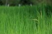 Rice Grow In A Paddy Field