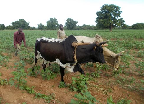 Elie Gnoumou on his cotton field.