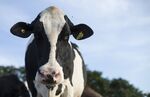 Canada's Dairy Farmers Could Be Trudeau's Nafta Bargaining Chip 